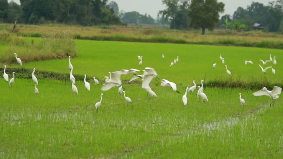Herons in the rice fields