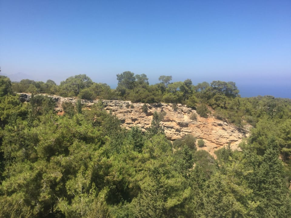 Over the Ravine with tops of Pine Forest Trees.