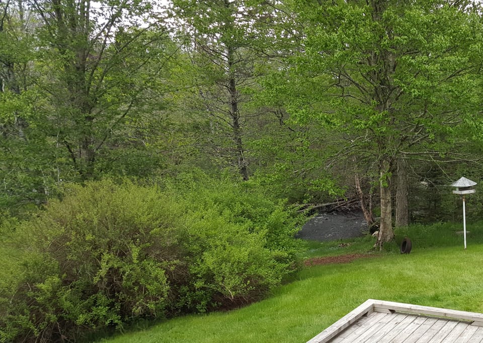 Brook from Upper Deck