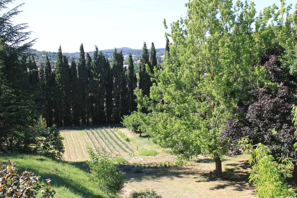 The garden