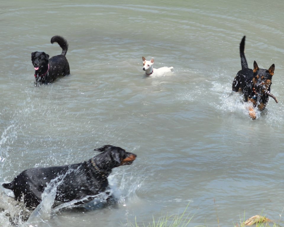 Dog Party!
