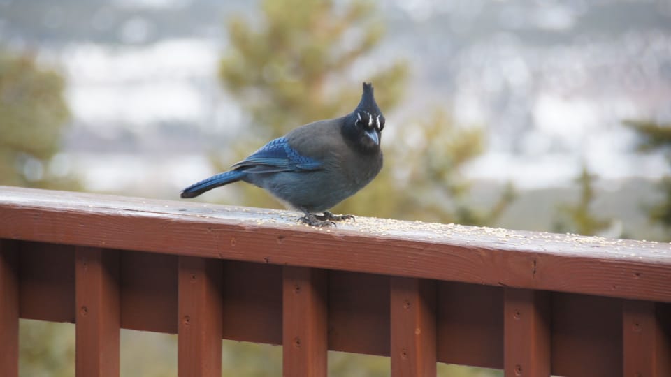 Stellar Jay on upper deck rail