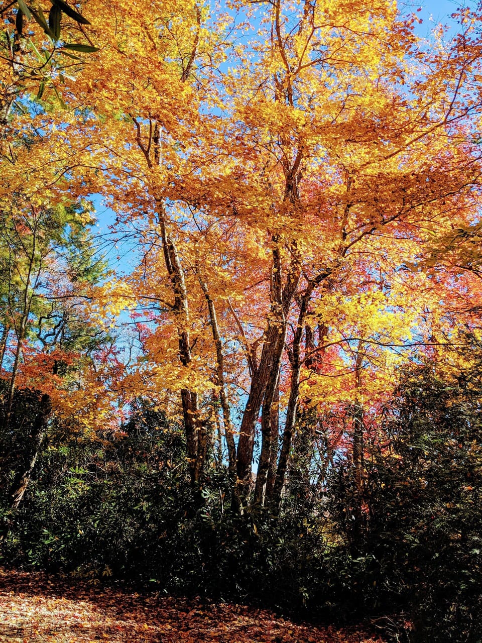 Fall in our yard