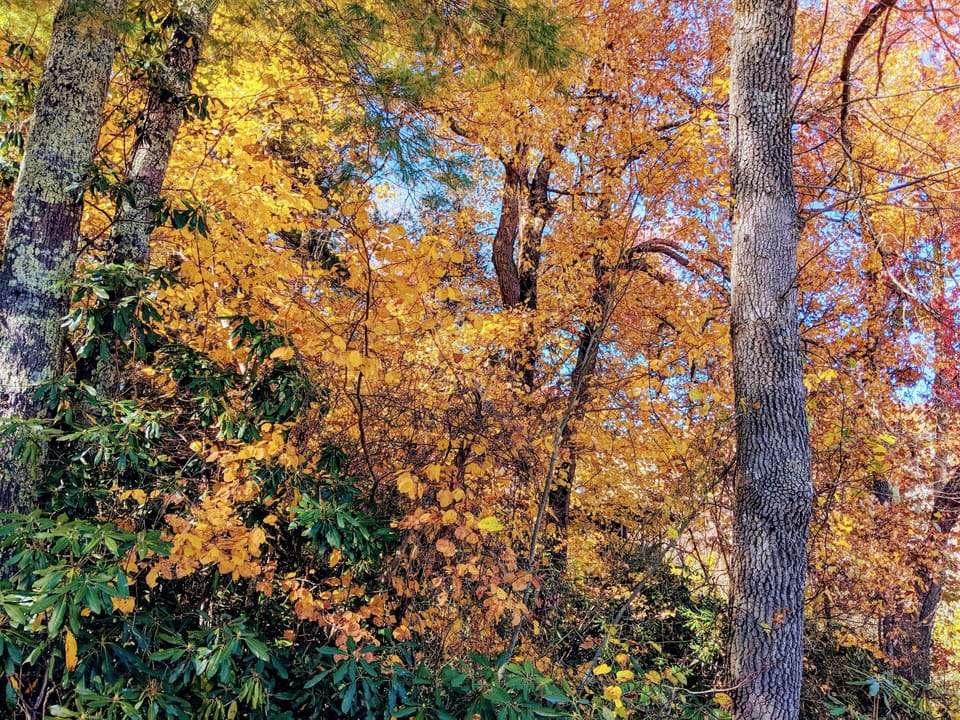 fall in our yard