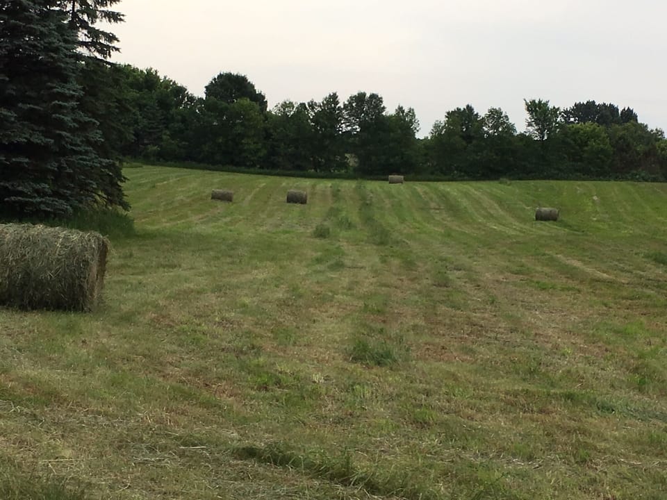 Hay field to the east.  