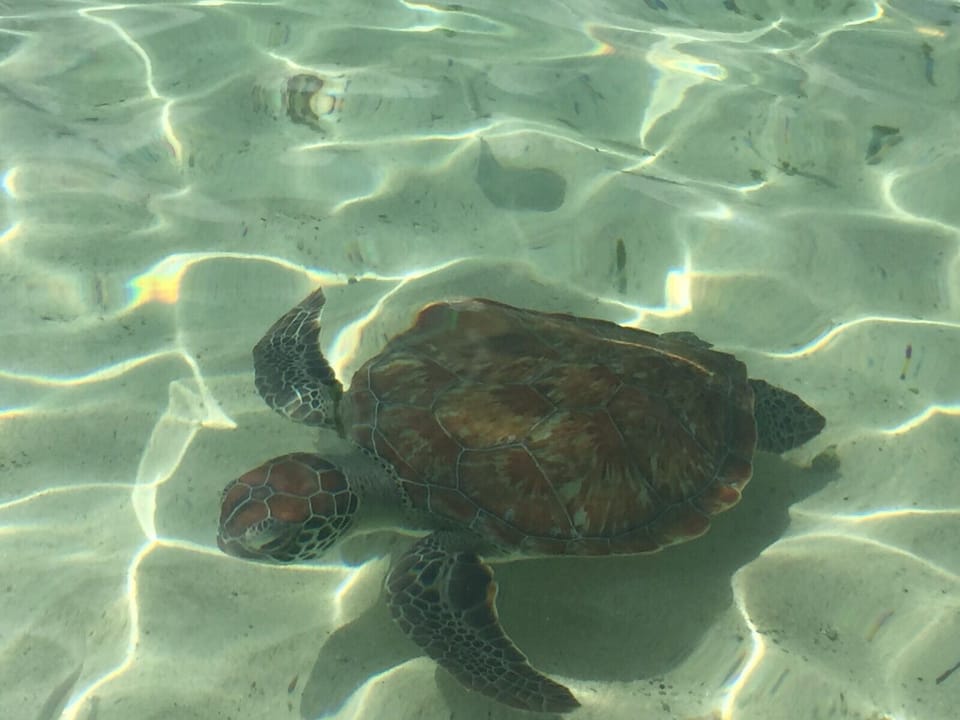You can see this turtle at the Beach Lagun.