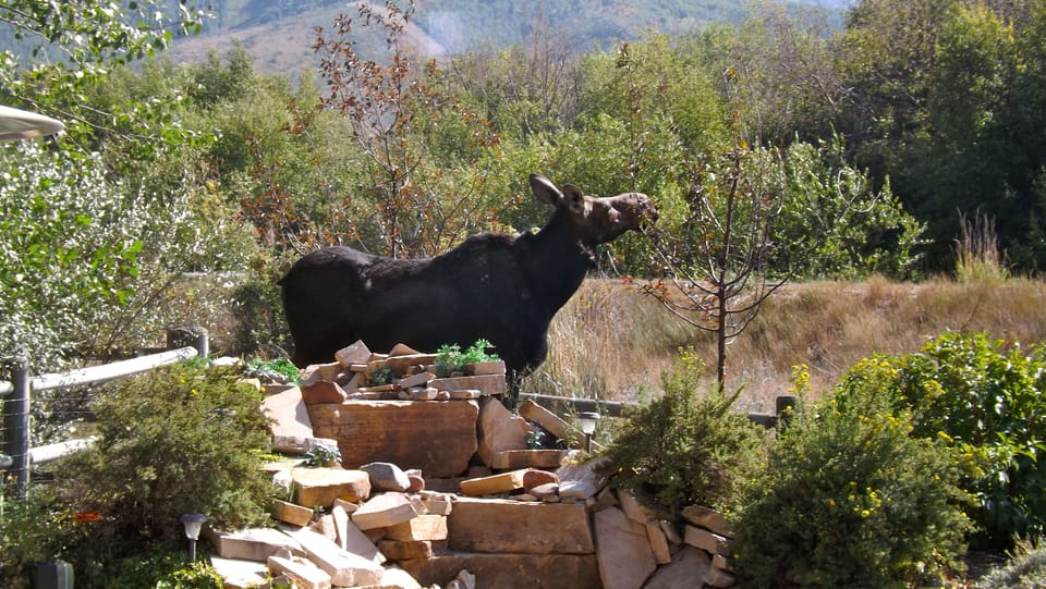 Neighborhood Moose