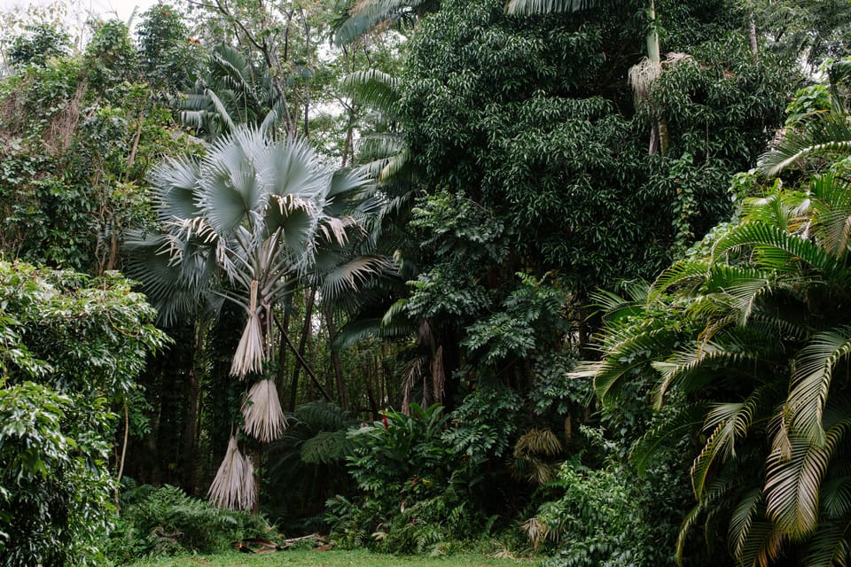 A huge rare silver palm in the backyard. 