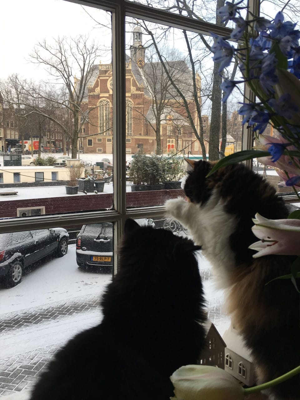 Bambam and minoes are looking from our window .