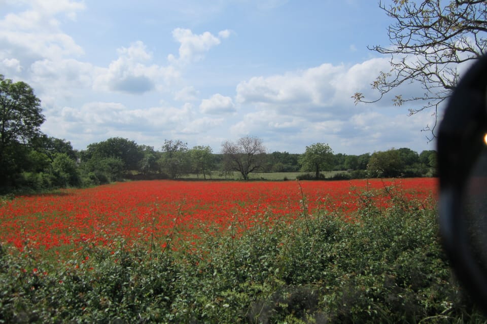 Red Poppies.