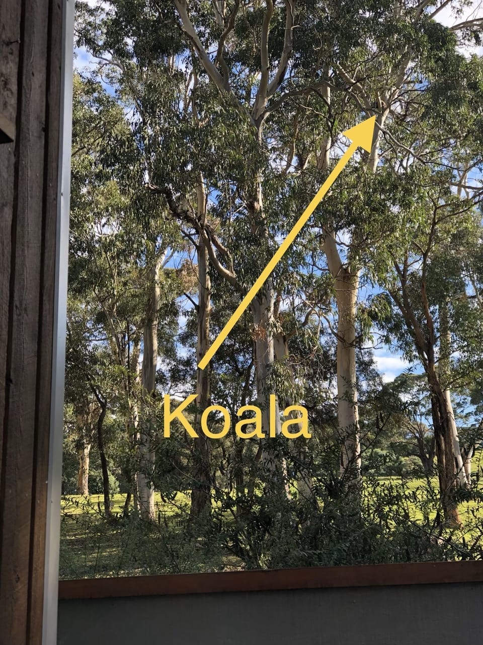 View of koala from the deck