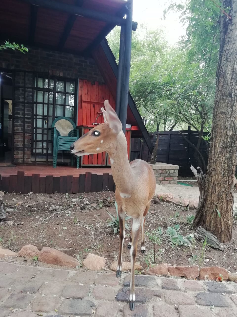 Resident bushbuck with outdoor wash up area next to BBQ 