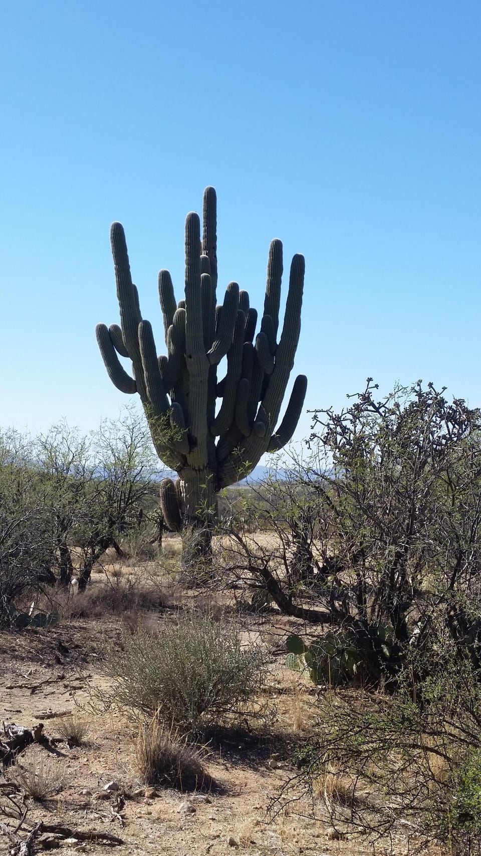 Many beautiful hiking and walking spots to see the Giant Beauty! All close by.
