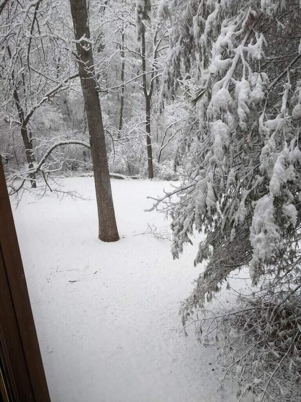 Rare Snow View in Back Yard from Jan 16, 2022