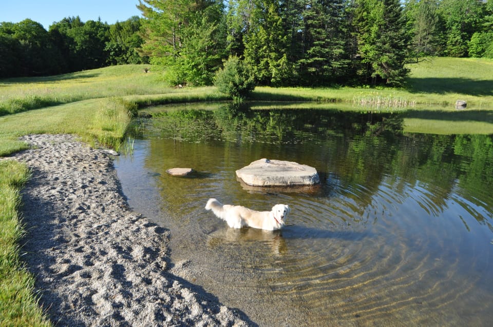Bella checking out the fish at the swimming pond