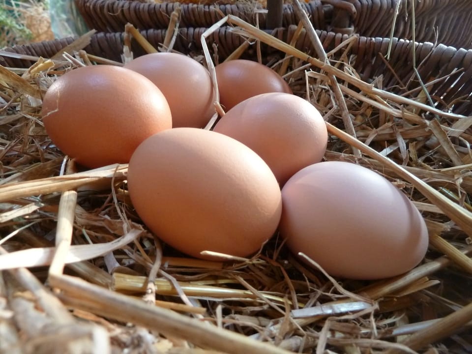 Our fresh eggs