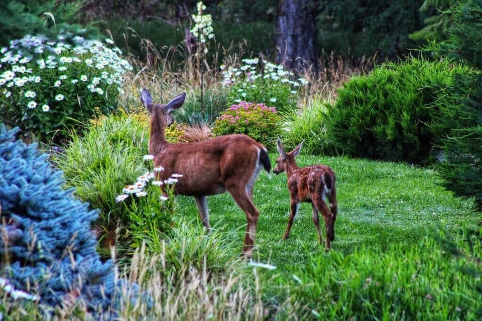 Baby and Mom at Maple Way Cabins