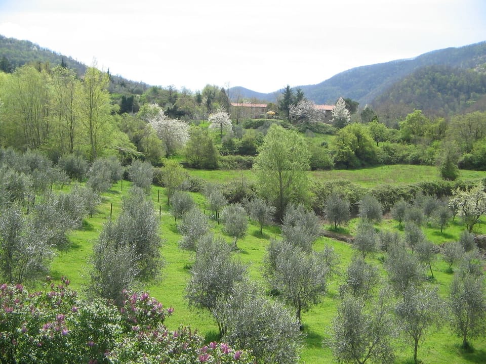 olive groves and mountain viws
