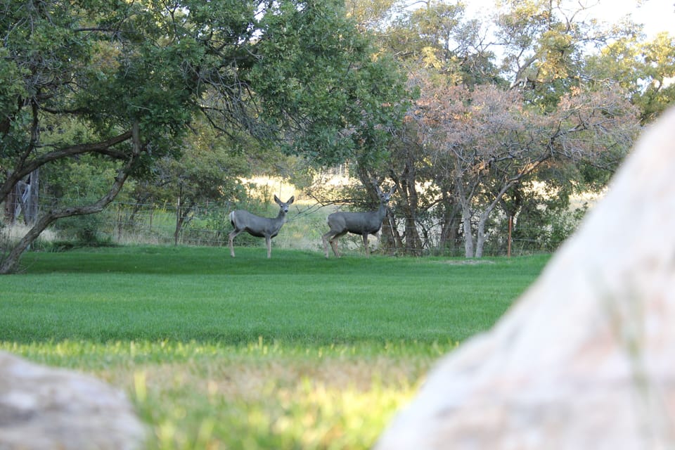 Wild Life that can be found often in our yard.