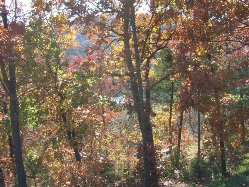 Wooded view of lake from screened-in porch