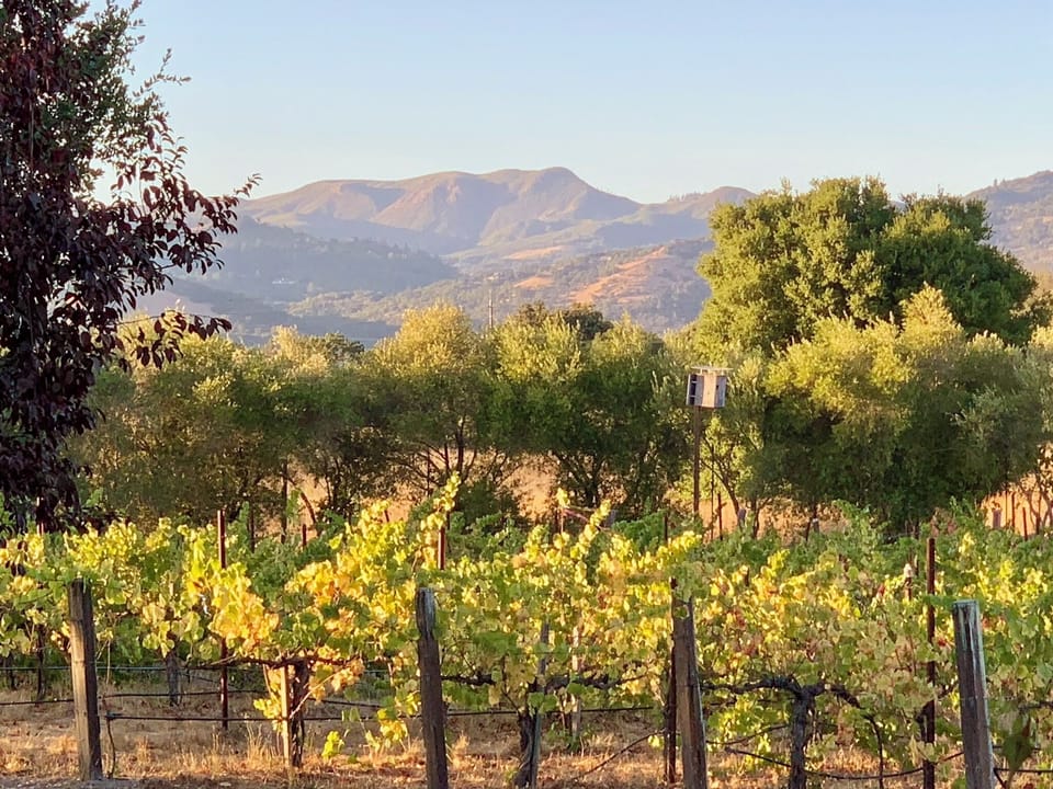 Vineyard with mountain view