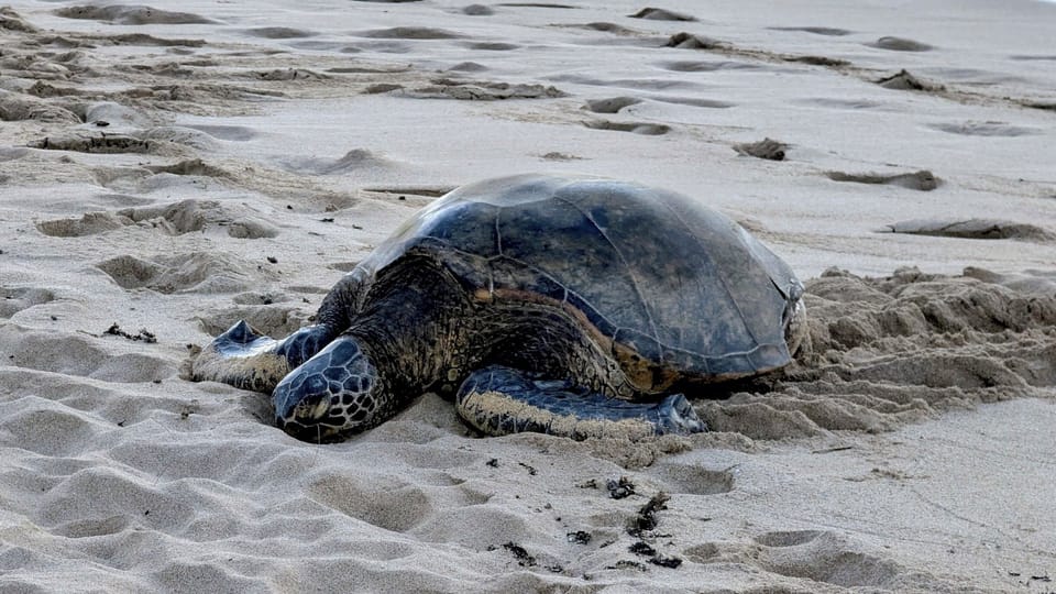 Taking a nap -- give him 50' for a stressless break.