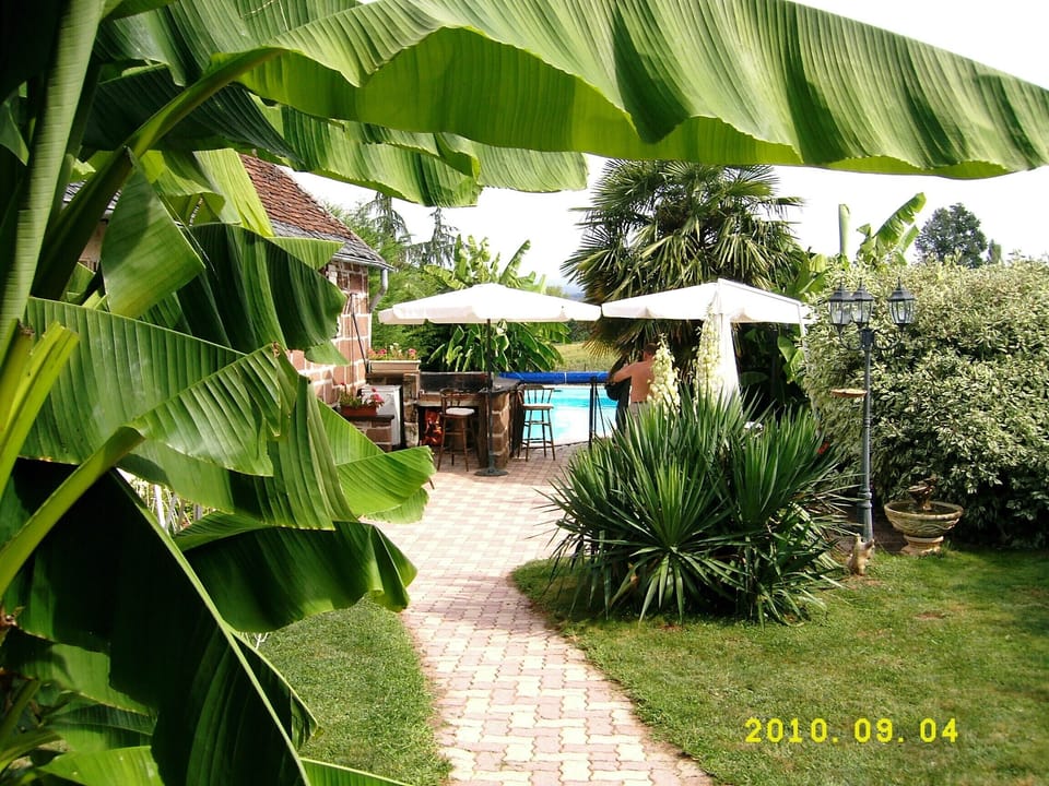 Parasols & tropical plants for shade