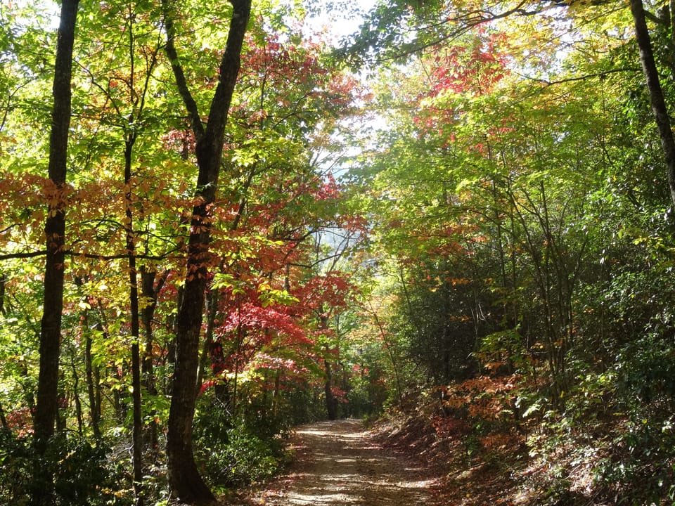 3/4 mile gravel driveway through enchanting forest.