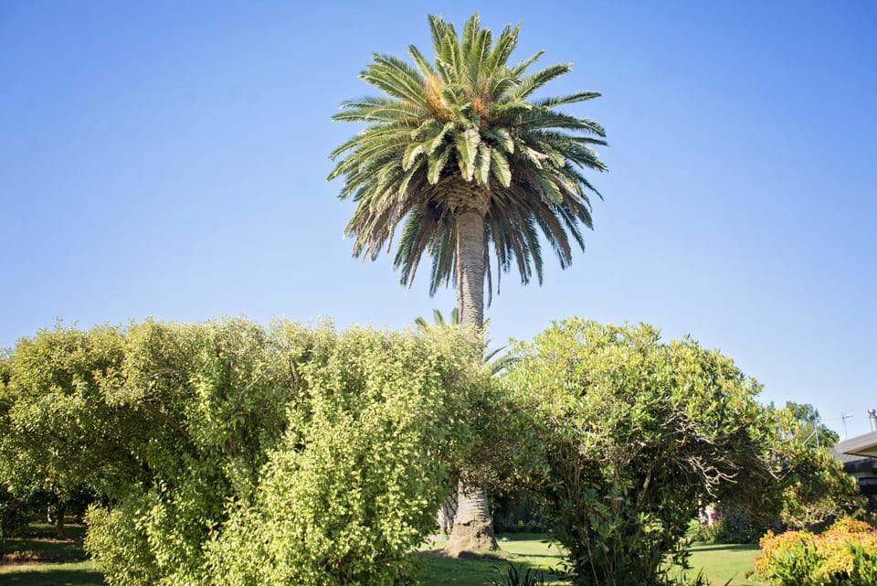 Palm Tree front lawn