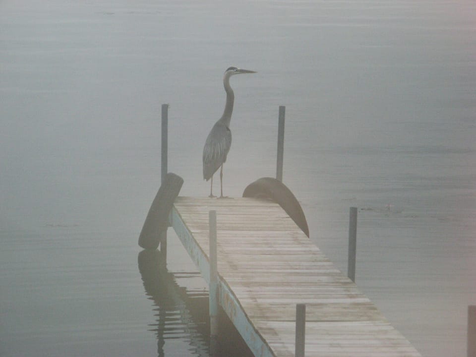 Great Blue Heron on a misty morning