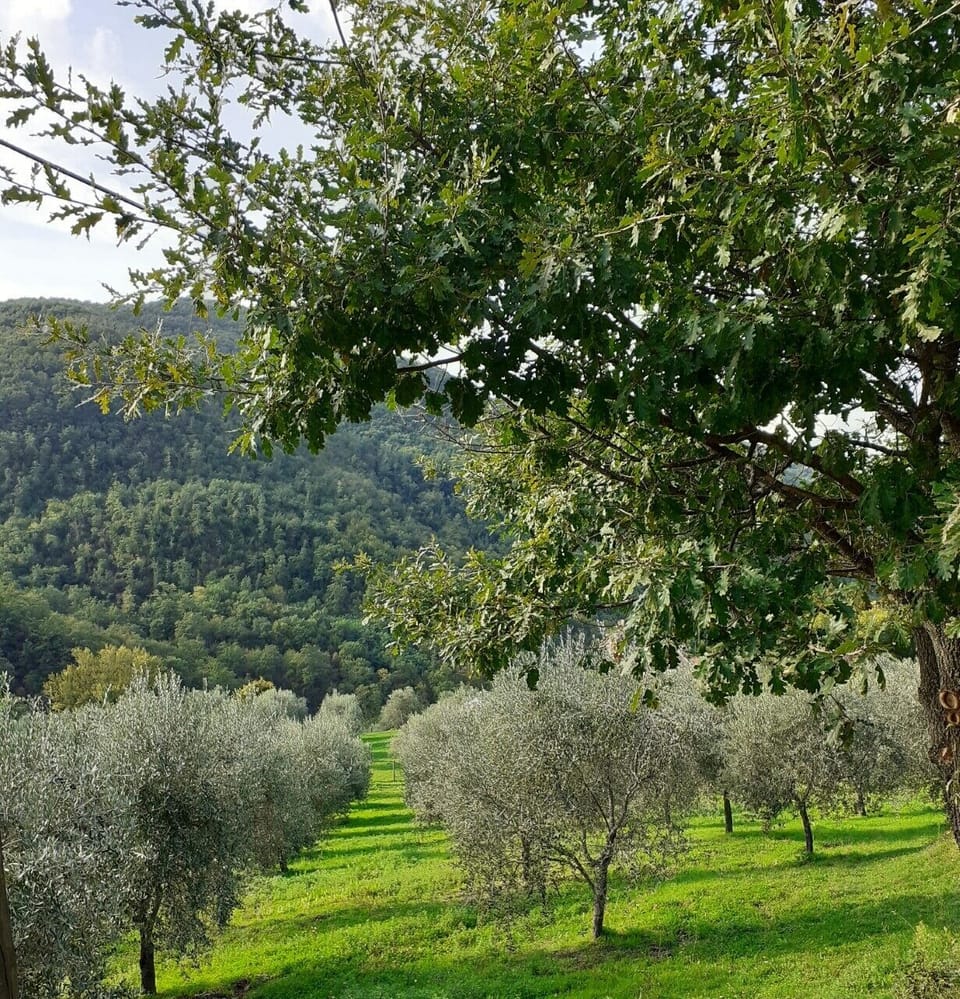 our proprty is set among olive groves and beautiful woodland