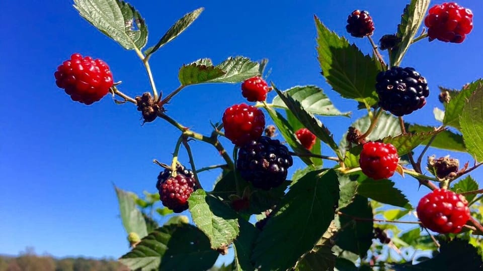 visit any of the local orchards to pick blackberries, raspberries, apples & more