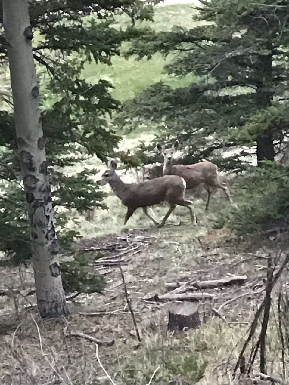 You can count on seeing wildlife in Red River!