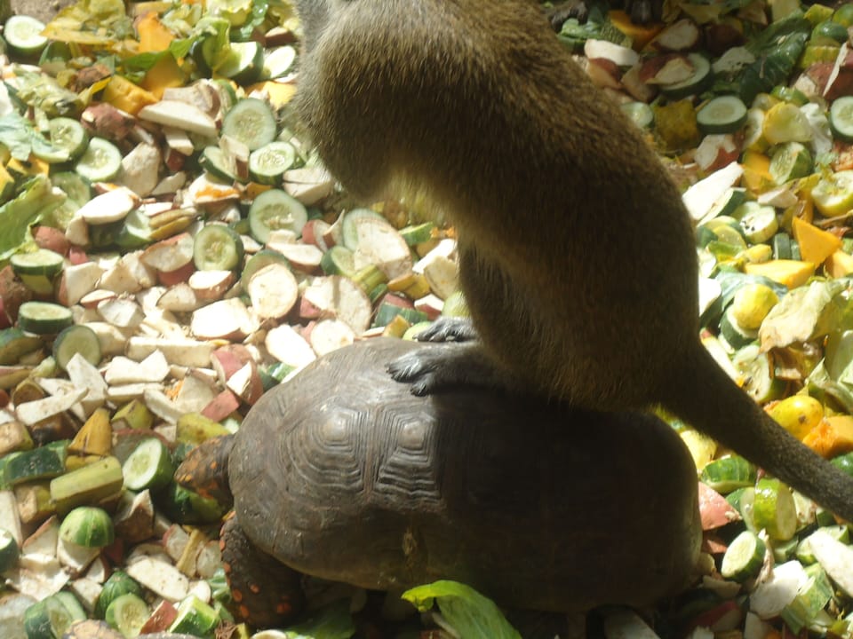 Oops lost my head.The indigenous Green monkey. 