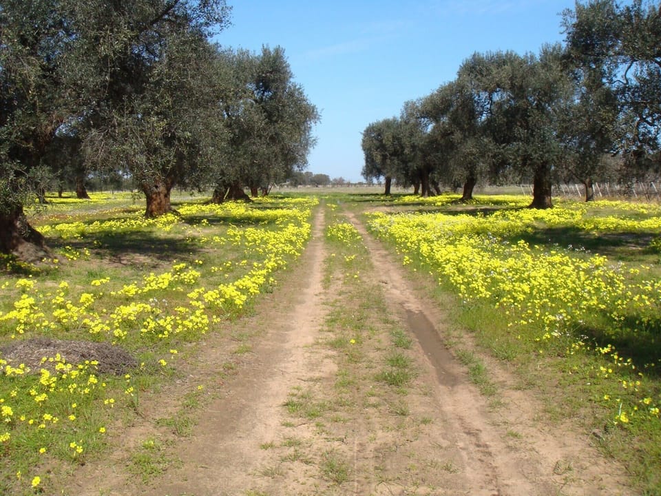 Endless olive groves and vineyards