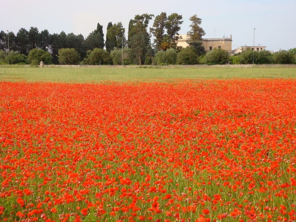 Spring poppies near the local winery in Galatina
