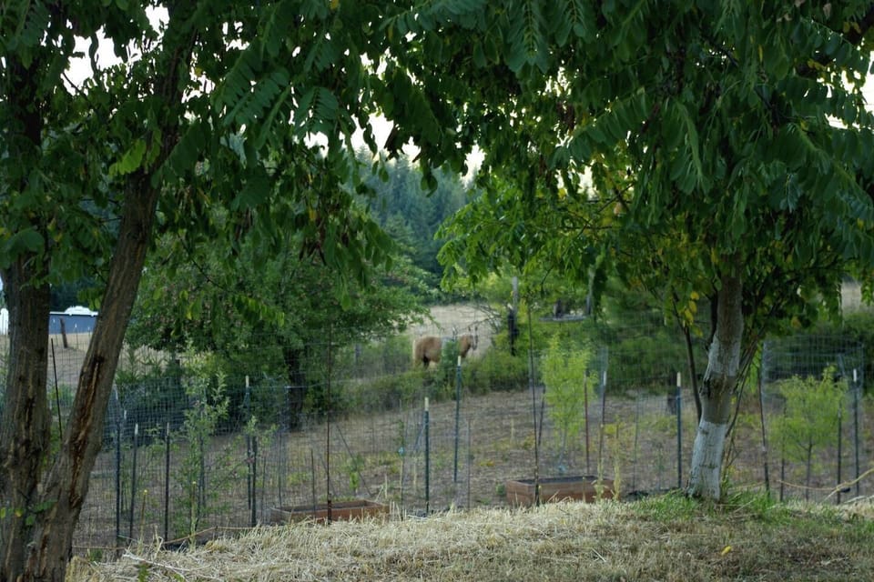 Neighbor's horse on the Far Side of the Home Garden and Orchard