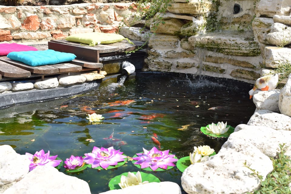 Fish pond with koya fiches and zone for relaxation