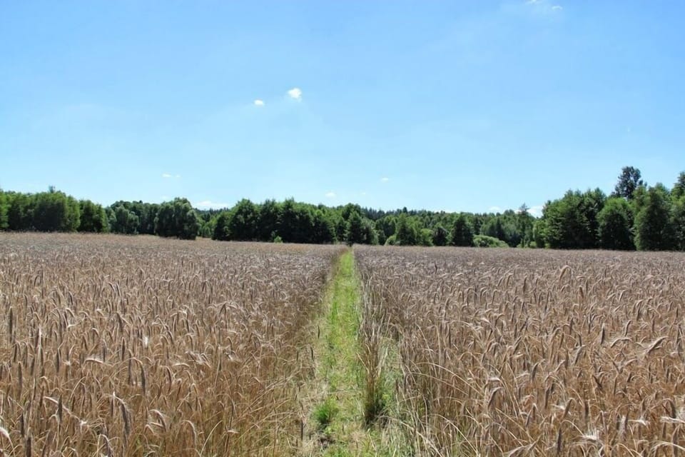 the way to th eprivate lake -through the cornfield of the owner