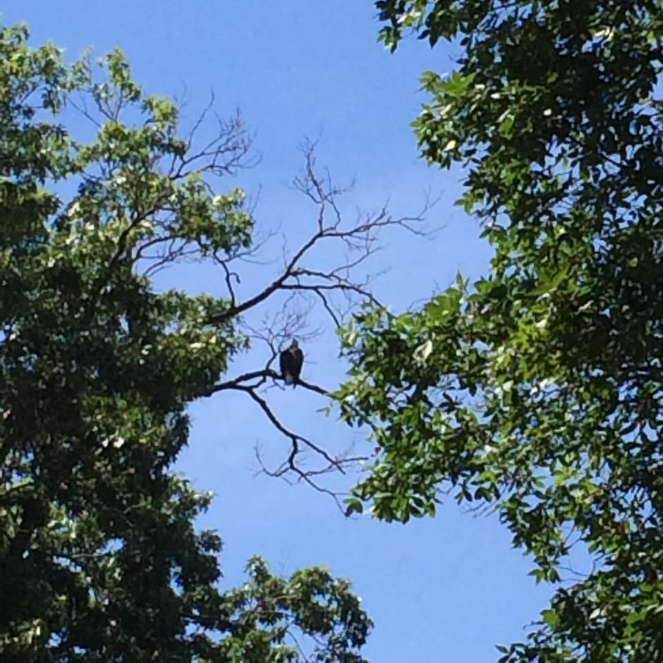 Watch the Bald Eagles hunt for their Dinner