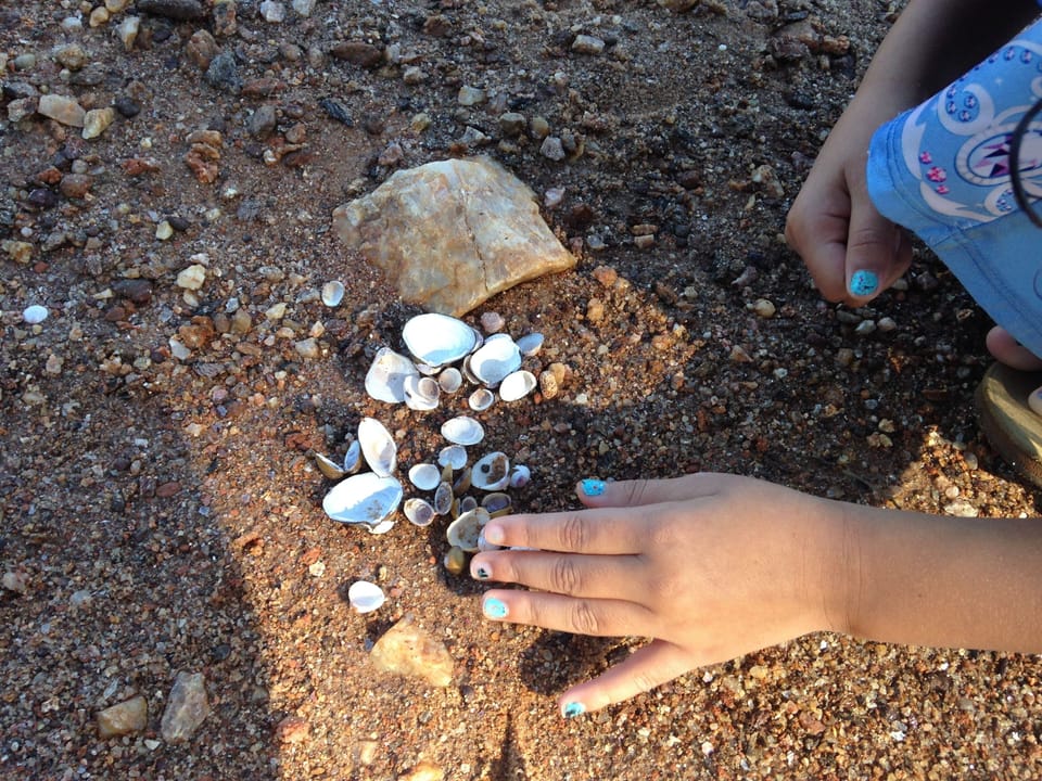 collecting clam shells on the sandy beach