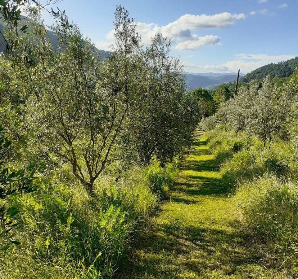the path to the pool among olive trees