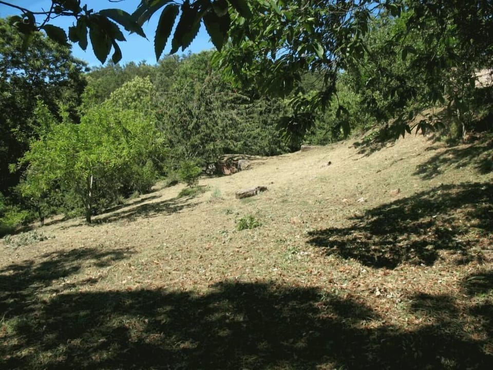 Garden, Park