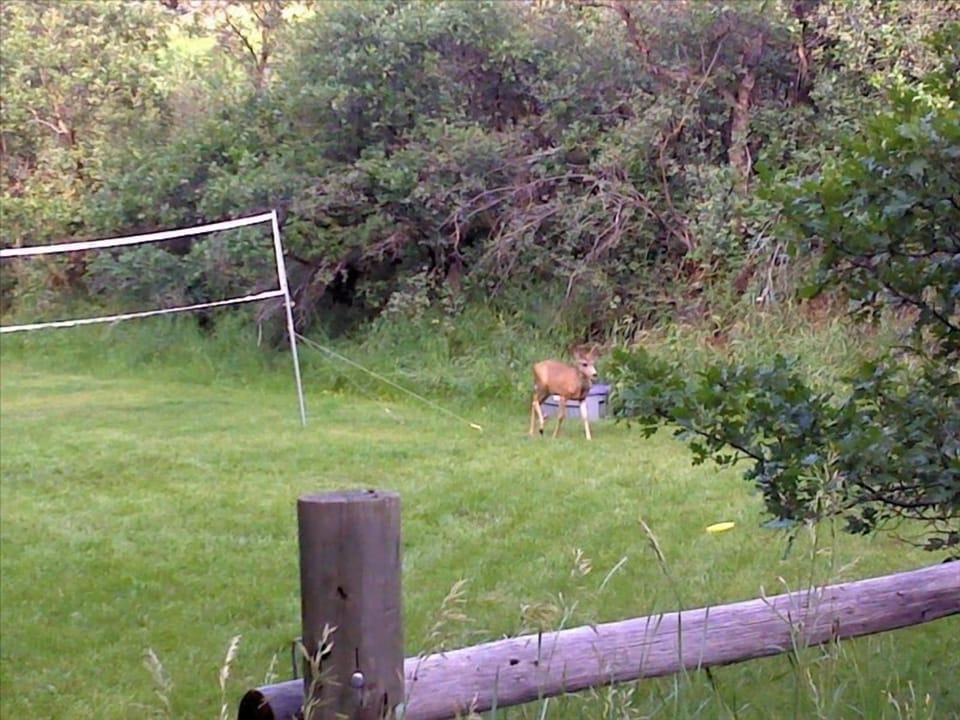 Even the Local Wildlife Enjoys Badminton!