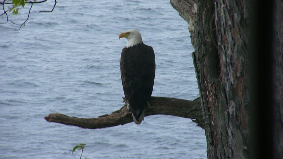 This picture was taken in the living room thru the window over the sofa