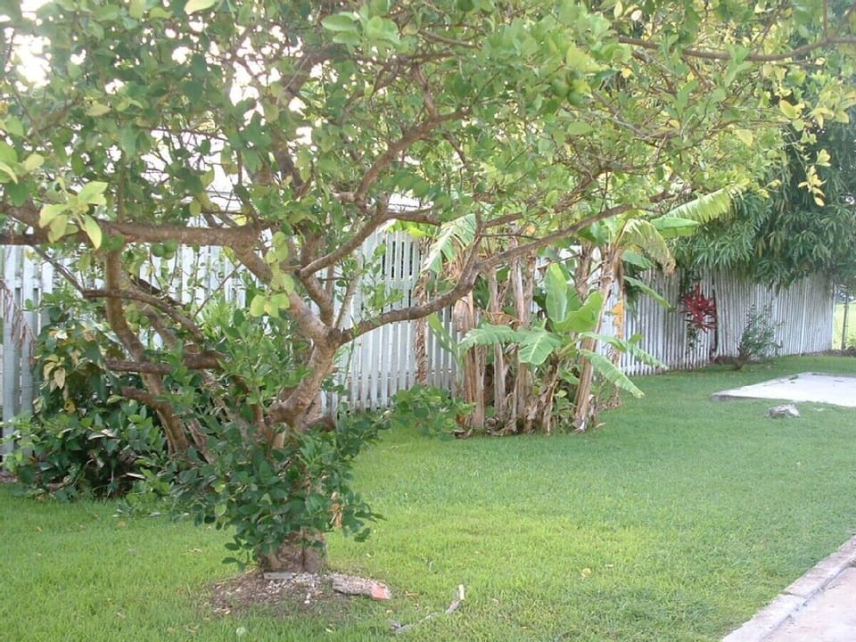 Tropical Garden
