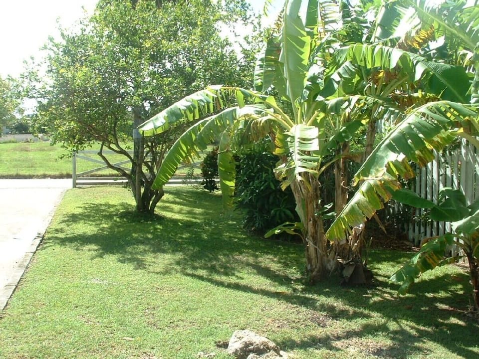 Tropical Garden
