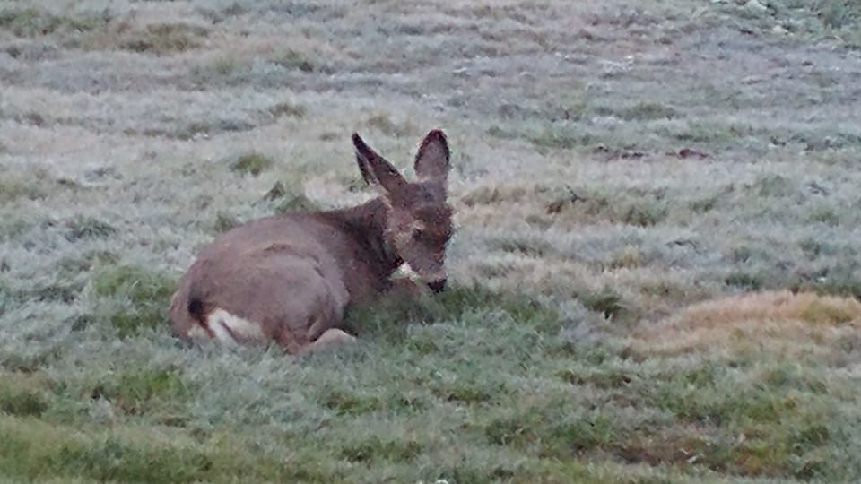 deer in back yard