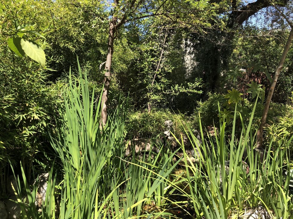 A hidden fishpond ready to be discovered.