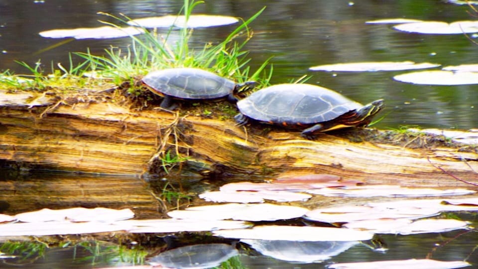 Turtles enjoying the sun